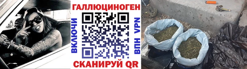 блэк спрут зеркало  Сим  Псилоцибиновые грибы Cubensis 